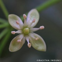 Naringi crenulata (Roxb.) Nicolson